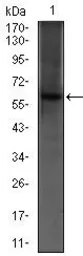 Anti-PDE1B antibody [5C4A3] used in Western Blot (WB). GTX60718