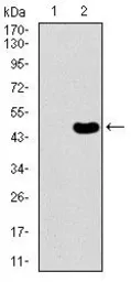 Anti-PDE1B antibody [5C4A3] used in Western Blot (WB). GTX60718