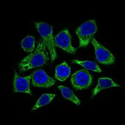 Anti-GUCY1A3 antibody [3G6B2] used in Immunocytochemistry/ Immunofluorescence (ICC/IF). GTX60721