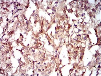 Anti-GUCY1A3 antibody [3G6B2] used in IHC (Paraffin sections) (IHC-P). GTX60721