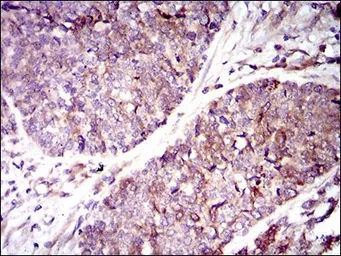 Anti-GUCY1A3 antibody [3G6B2] used in IHC (Paraffin sections) (IHC-P). GTX60721