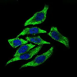 Anti-DCTN4 antibody [3G9D7] used in Immunocytochemistry/ Immunofluorescence (ICC/IF). GTX60723