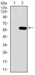 Anti-DCTN4 antibody [3G9D7] used in Western Blot (WB). GTX60723