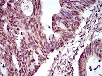 Anti-PIWIL4 antibody [10G9B11] used in IHC (Paraffin sections) (IHC-P). GTX60725