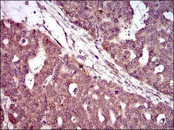Anti-PIWIL4 antibody [10G9B11] used in IHC (Paraffin sections) (IHC-P). GTX60725