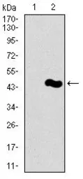 Anti-PIWIL4 antibody [10G9B11] used in Western Blot (WB). GTX60725