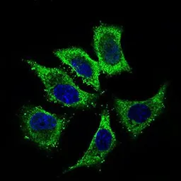 Anti-ALDH2 antibody [4G6A3] used in Immunocytochemistry/ Immunofluorescence (ICC/IF). GTX60727
