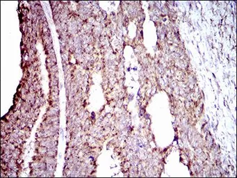 Anti-ALDH2 antibody [4G6A3] used in IHC (Paraffin sections) (IHC-P). GTX60727