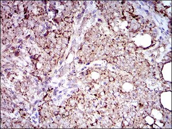 Anti-ALDH2 antibody [4G6A3] used in IHC (Paraffin sections) (IHC-P). GTX60727