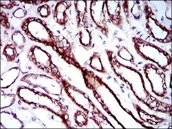 Anti-RPL18A antibody [6G6G10] used in IHC (Paraffin sections) (IHC-P). GTX60728