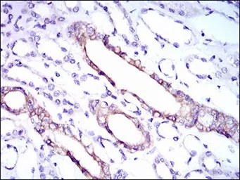 Anti-RPL18A antibody [6G6G10] used in IHC (Paraffin sections) (IHC-P). GTX60729