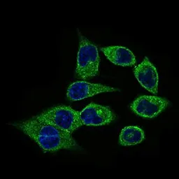 Anti-CLGN antibody [9C8G10] used in Immunocytochemistry/ Immunofluorescence (ICC/IF). GTX60731