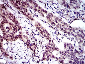 Anti-CLGN antibody [9C8G10] used in IHC (Paraffin sections) (IHC-P). GTX60731