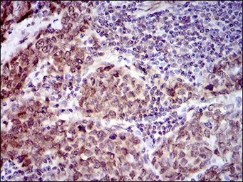 Anti-CLGN antibody [9C8G10] used in IHC (Paraffin sections) (IHC-P). GTX60731