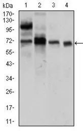 Anti-CLGN antibody [9C8G10] used in Western Blot (WB). GTX60731