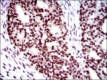 Anti-WHSC2 antibody [6B11H8] used in IHC (Paraffin sections) (IHC-P). GTX60733