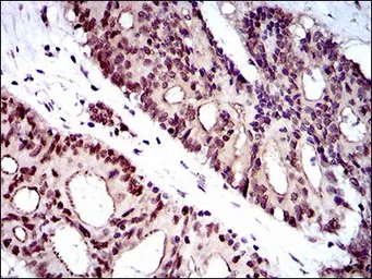 Anti-WHSC2 antibody [6B11H8] used in IHC (Paraffin sections) (IHC-P). GTX60733