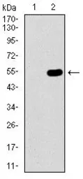 Anti-WHSC2 antibody [6B11H8] used in Western Blot (WB). GTX60733