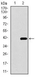 Anti-DNAL4 antibody [3B7B7] used in Western Blot (WB). GTX60740