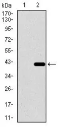 Anti-DNAL4 antibody [3C10A4] used in Western Blot (WB). GTX60742