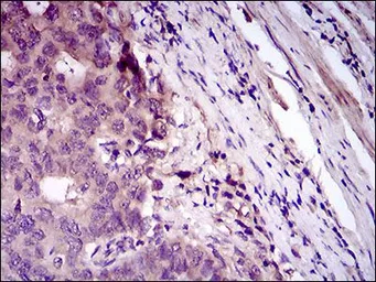 Anti-CD33 antibody [2C6B7] used in IHC (Paraffin sections) (IHC-P). GTX60744