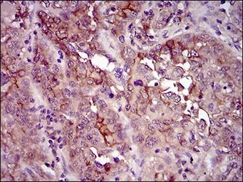 Anti-CD33 antibody [2C6B7] used in IHC (Paraffin sections) (IHC-P). GTX60744