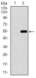 Anti-CD33 antibody [2C6B7] used in Western Blot (WB). GTX60744
