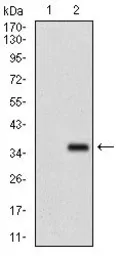 Anti-FGF4 antibody [3A12G9] used in Western Blot (WB). GTX60748