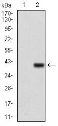 Anti-CD7 antibody [5B10E3] used in Western Blot (WB). GTX60755
