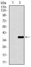 Anti-PAX3 antibody [7D8G7] used in Western Blot (WB). GTX60758