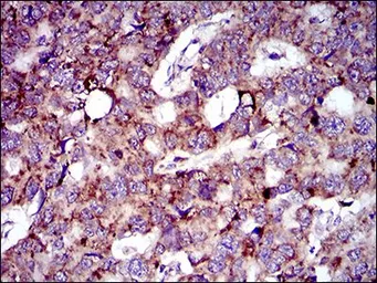 Anti-MRPL42 antibody [3H6H2] used in IHC (Paraffin sections) (IHC-P). GTX60760