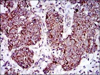 Anti-MRPL42 antibody [3H6H2] used in IHC (Paraffin sections) (IHC-P). GTX60760