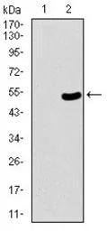 Anti-53BP1 antibody [6B3E10] used in Western Blot (WB). GTX60762