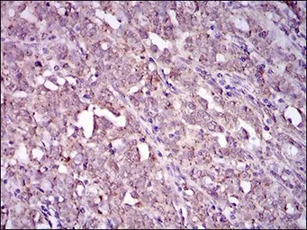 Anti-CD41 antibody [2E10C9] used in IHC (Paraffin sections) (IHC-P). GTX60764