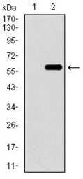 Anti-WDR66 antibody [2A6F7] used in Western Blot (WB). GTX60768