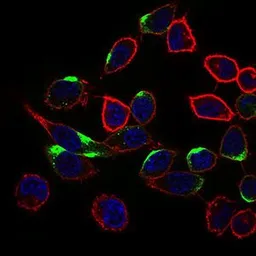 Anti-NRCAM antibody [7D8C5] used in Immunocytochemistry/ Immunofluorescence (ICC/IF). GTX60770