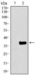 Anti-GATA6 antibody [2F10G3] used in Western Blot (WB). GTX60772