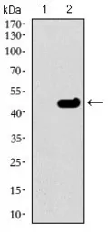 Anti-TUBB2A antibody [6A10B2] used in Western Blot (WB). GTX60773