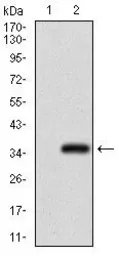 Anti-GSC antibody [4C5D5] used in Western Blot (WB). GTX60774
