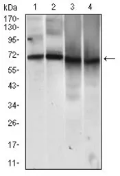 Anti-CD146 antibody [6C3E6] used in Western Blot (WB). GTX60775