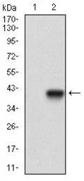 Anti-CD146 antibody [6C3E6] used in Western Blot (WB). GTX60775