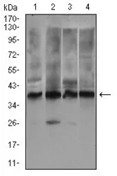 Anti-Rex1 antibody [5E11E7] used in Western Blot (WB). GTX60780