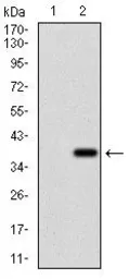 Anti-Rex1 antibody [5E11E7] used in Western Blot (WB). GTX60780