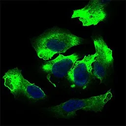 Anti-CD166 antibody [8E12C7] used in Immunocytochemistry/ Immunofluorescence (ICC/IF). GTX60782