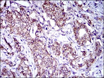 Anti-CD166 antibody [8E12C7] used in IHC (Paraffin sections) (IHC-P). GTX60782