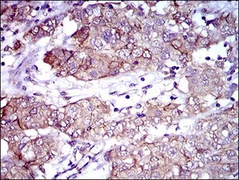 Anti-CD166 antibody [8E12C7] used in IHC (Paraffin sections) (IHC-P). GTX60782