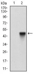 Anti-CD166 antibody [8E12C7] used in Western Blot (WB). GTX60782