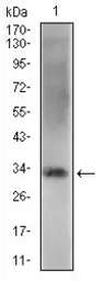 Anti-Rex1 antibody [5E11A6] used in Western Blot (WB). GTX60783