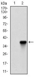 Anti-Rex1 antibody [5E11A6] used in Western Blot (WB). GTX60783
