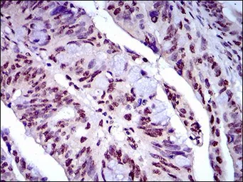Anti-Napsin A antibody [10C4B8] used in IHC (Paraffin sections) (IHC-P). GTX60785